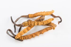 Cordyceps