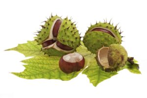 Horse Chestnut Extract