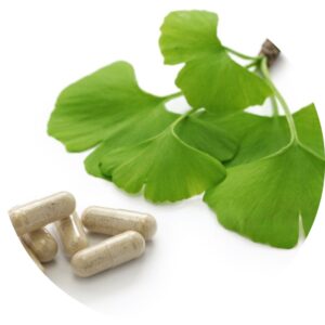 Ginkgo Dry Extract